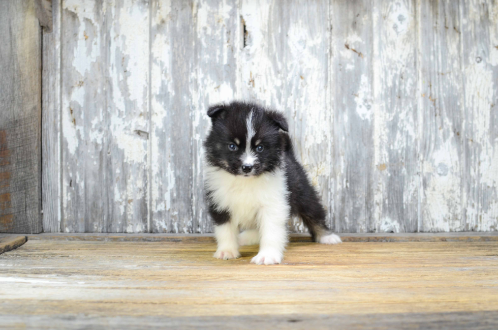 Happy Pomsky Baby