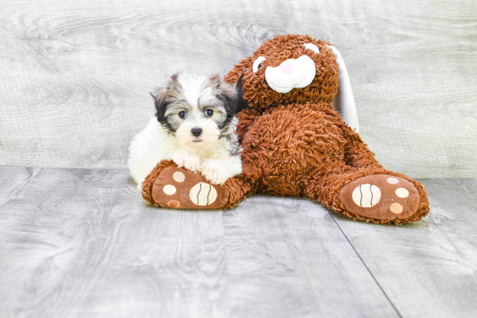 Small Havanese Purebred Pup