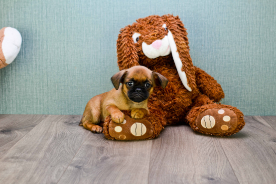 Cute Brussels Griffon Baby