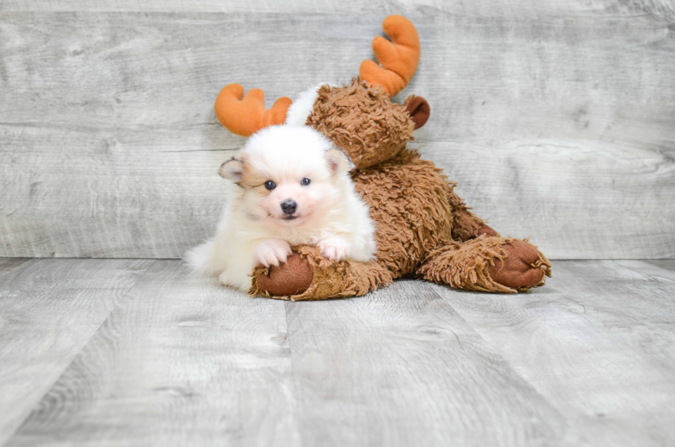 Pomeranian Puppy for Adoption