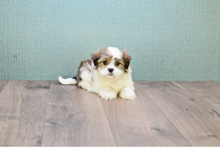 Teddy Bear Pup Being Cute