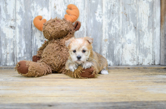 Playful Yorkie Designer Puppy