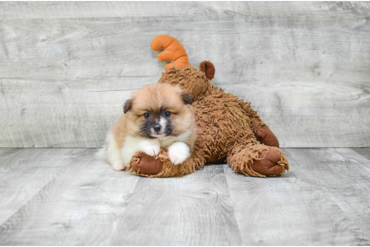 Funny Pomeranian Purebred Pup