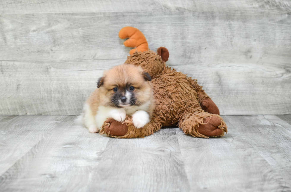 Funny Pomeranian Purebred Pup