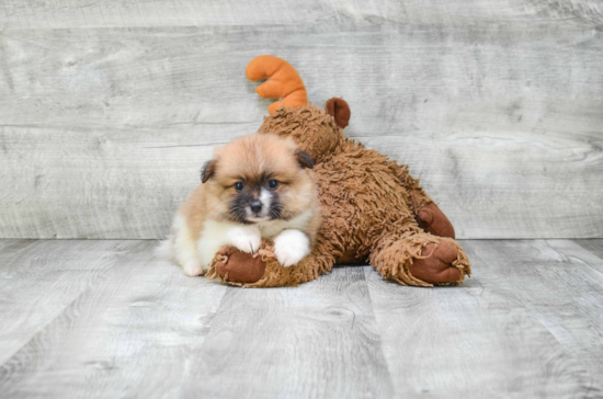 Funny Pomeranian Purebred Pup