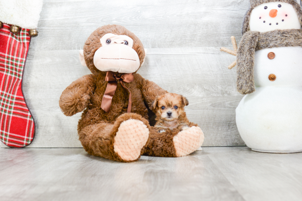Petite Morkie Designer Pup