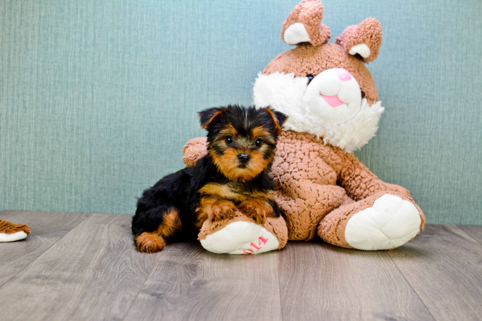 Meet Izzie - our Yorkshire Terrier Puppy Photo 