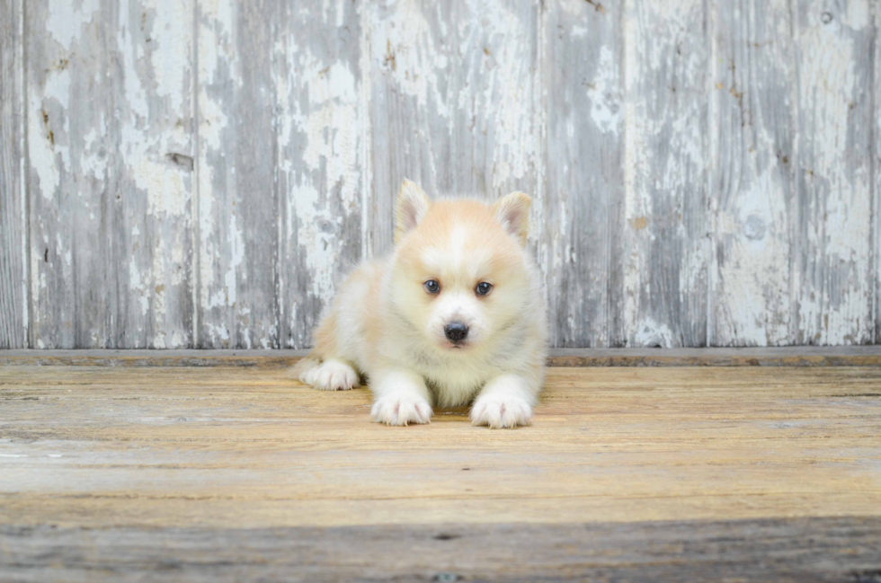 Popular Pomsky Designer Pup