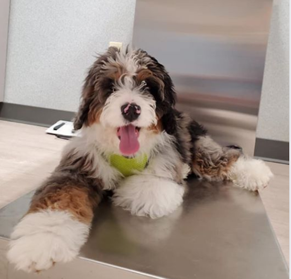 Smart Mini Bernedoodle Pup