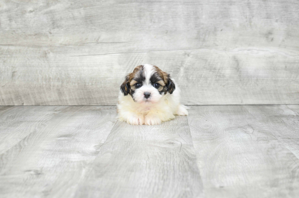 Small Teddy Bear Baby