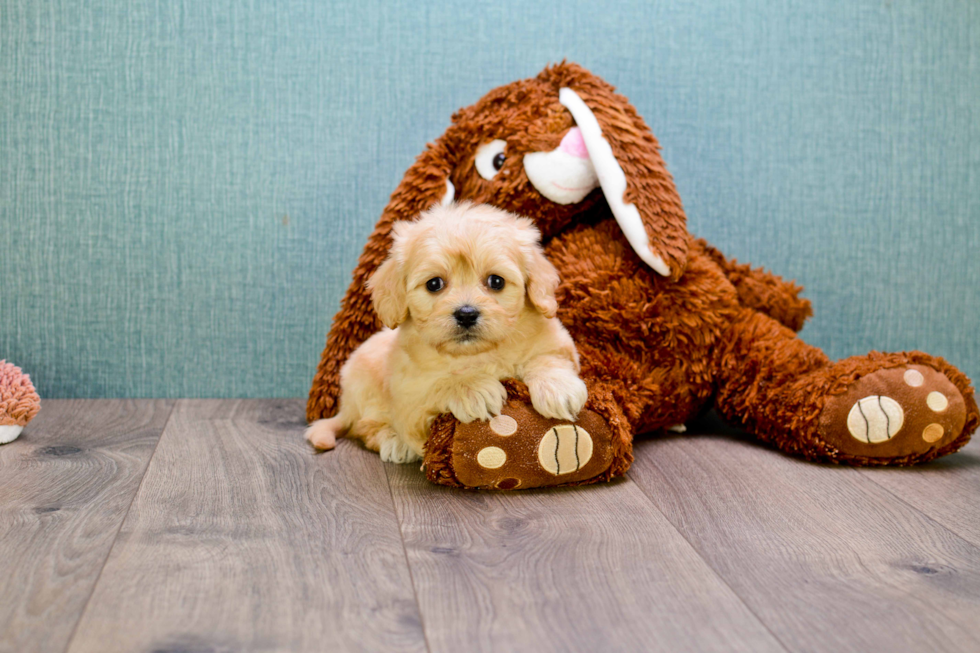 Cavachon Puppy for Adoption