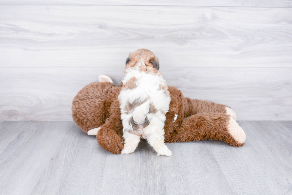 Teddy Bear Puppy for Adoption