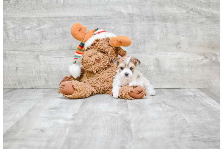 Morkie Puppy for Adoption