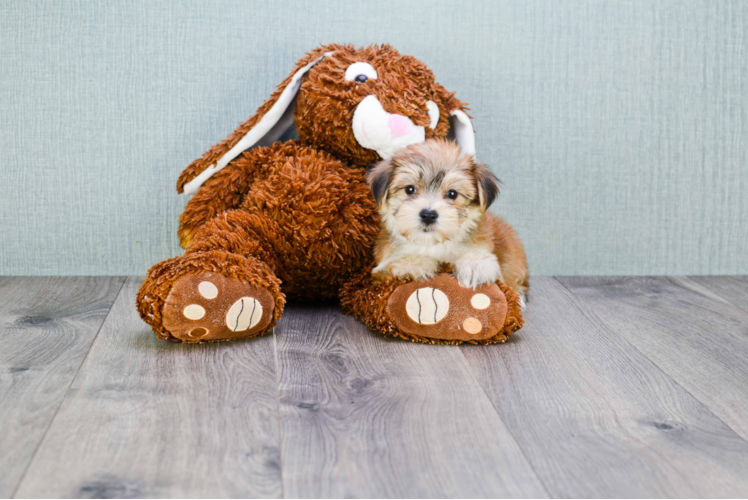 Happy Morkie Baby