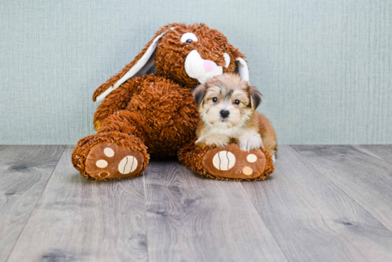 Happy Morkie Baby