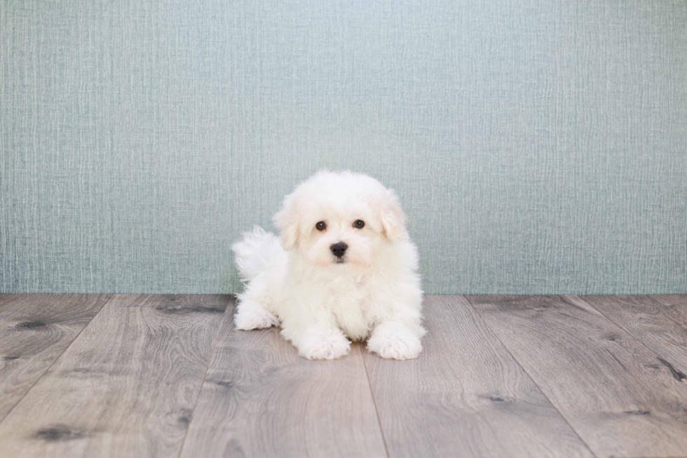 Funny Maltipoo Poodle Mix Pup