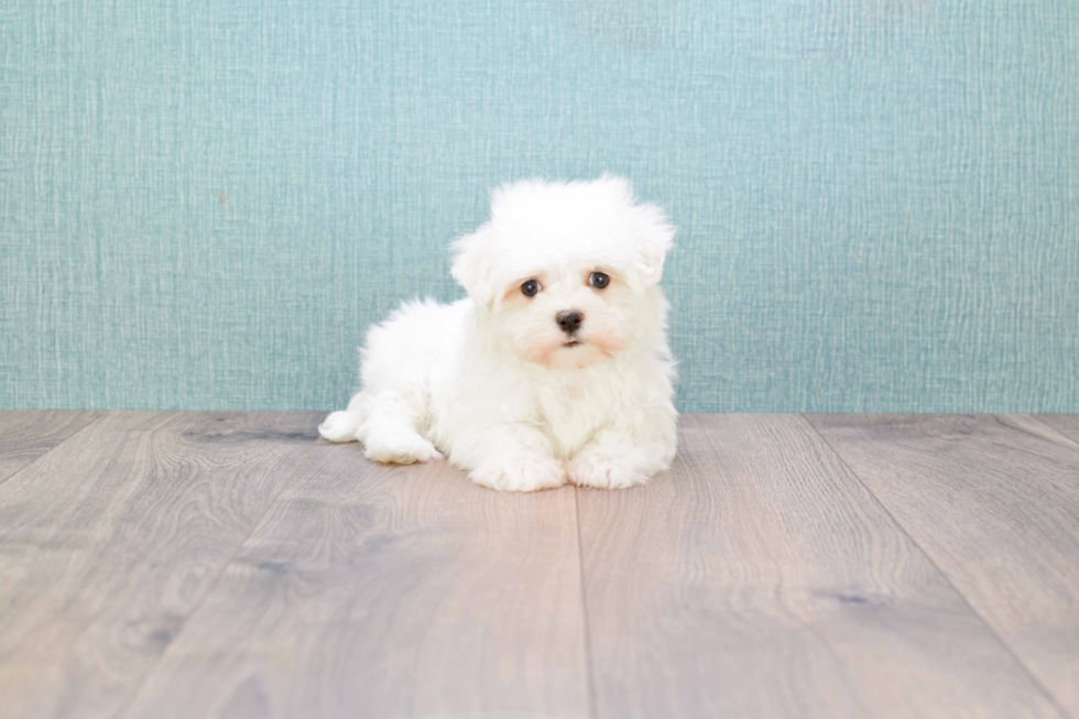 Maltese Pup Being Cute