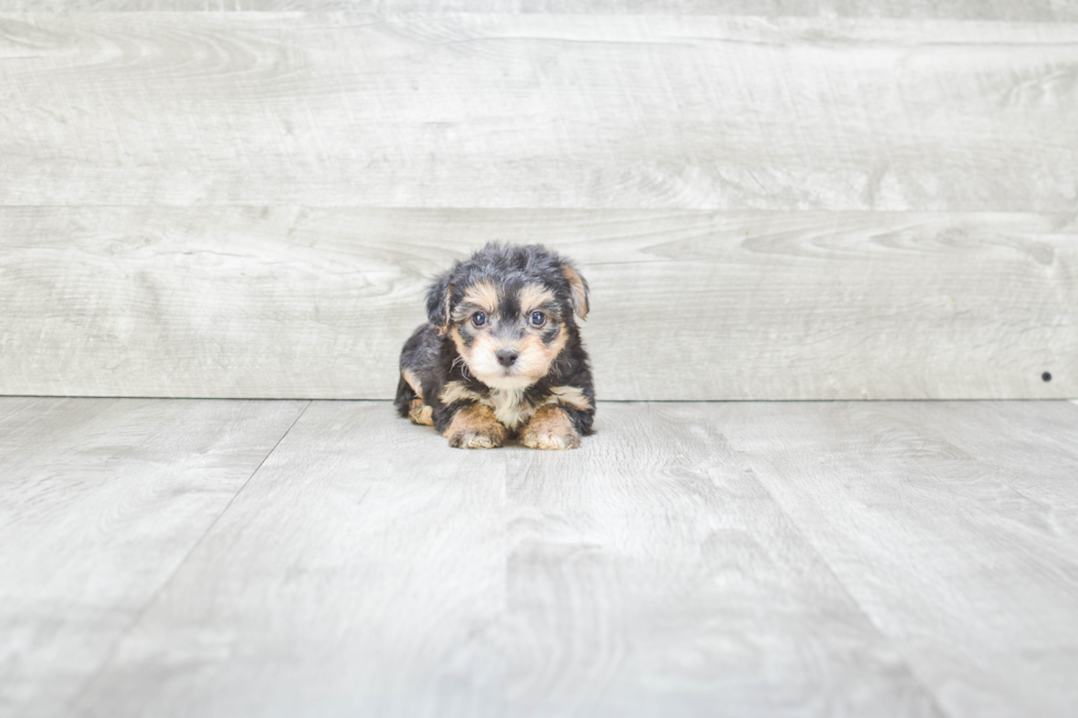 Friendly Morkie Baby
