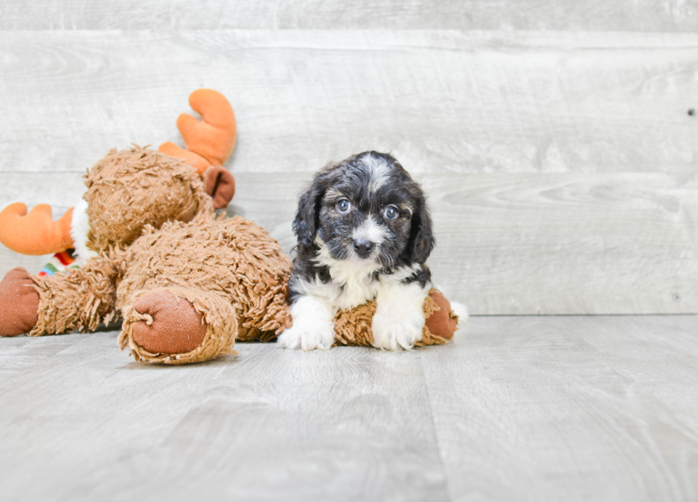 Cavapoo Puppy for Adoption