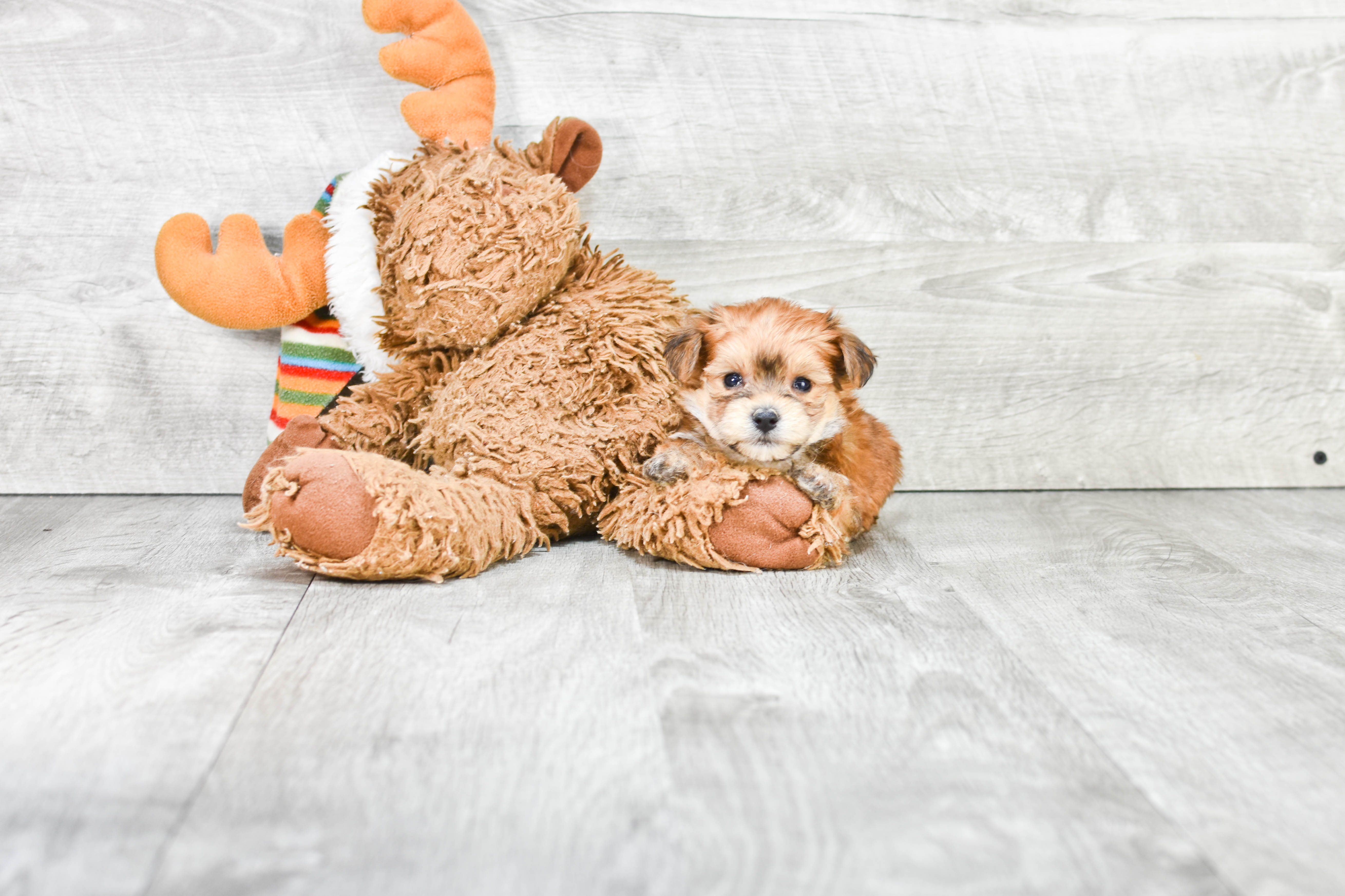 Adorable Yorkie Designer Puppy