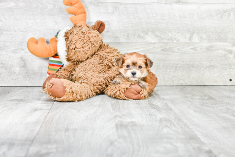 Adorable Yorkie Designer Puppy