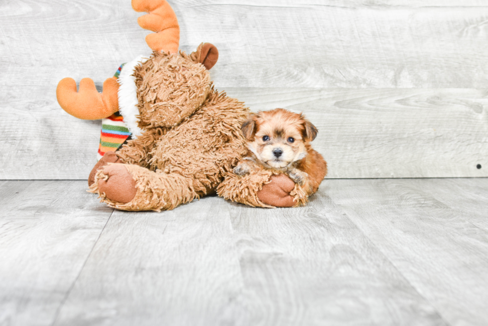 Adorable Yorkie Designer Puppy