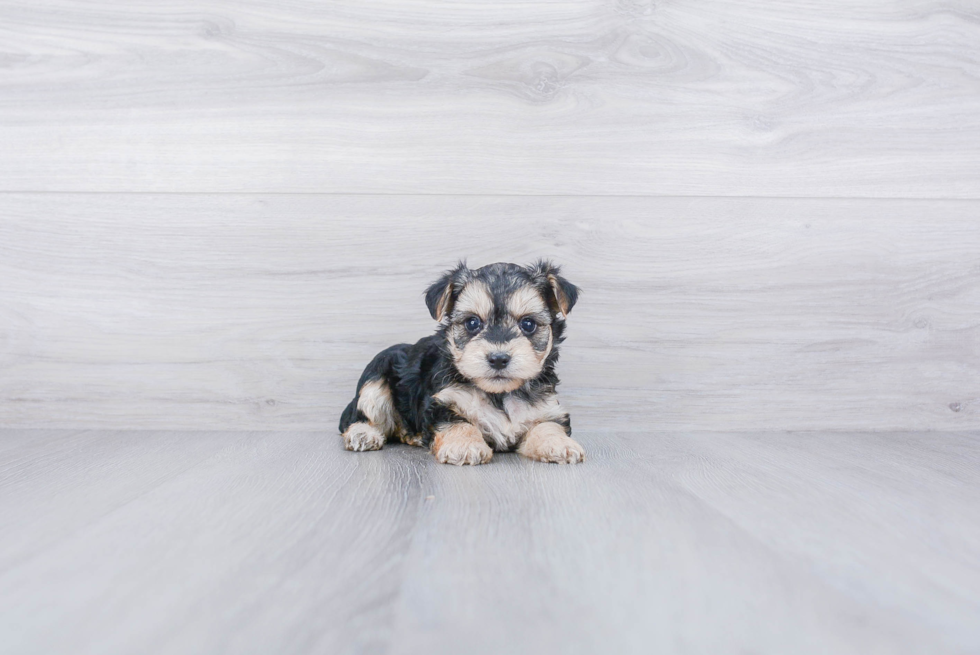 Best Morkie Baby