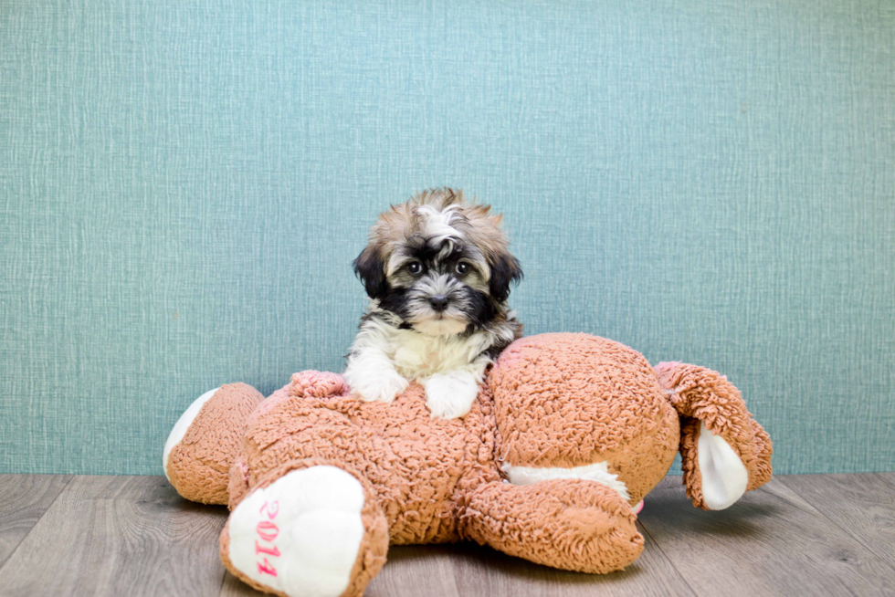 Havanese Puppy for Adoption