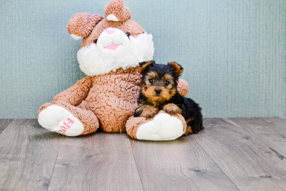 Meet Rascal - our Yorkshire Terrier Puppy Photo 