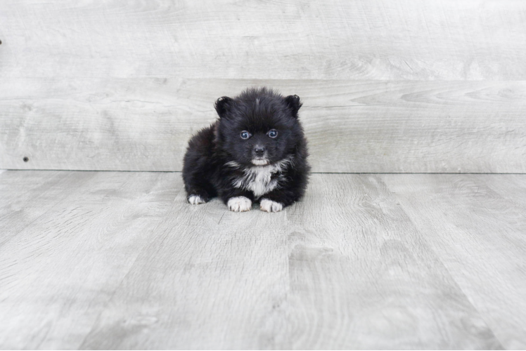 Happy Pomeranian Purebred Puppy