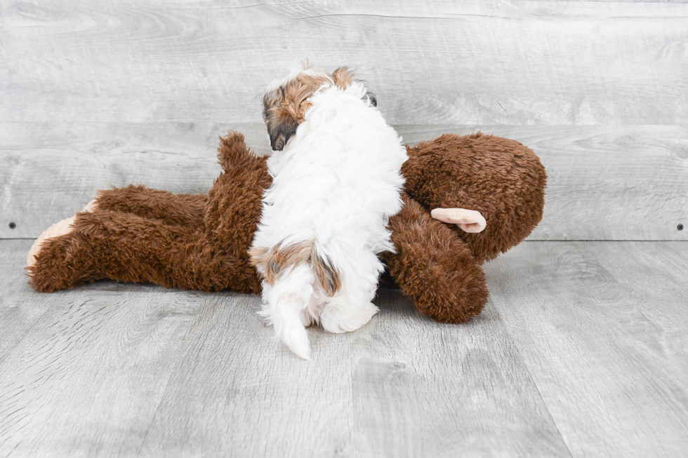 Petite Teddy Bear Designer Pup