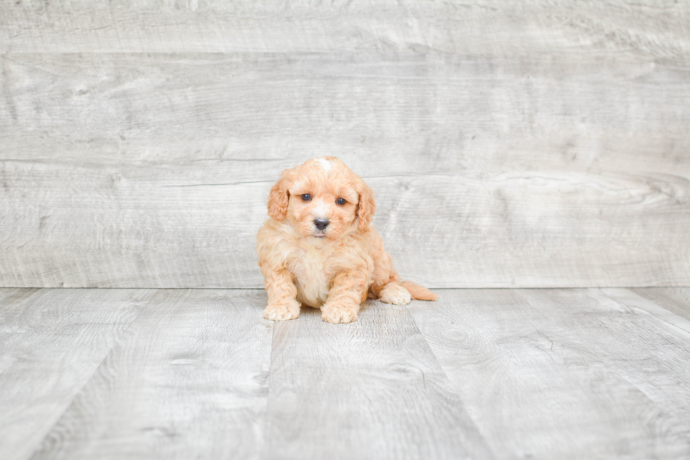Petite Mini Bernedoodle Poodle Mix Pup