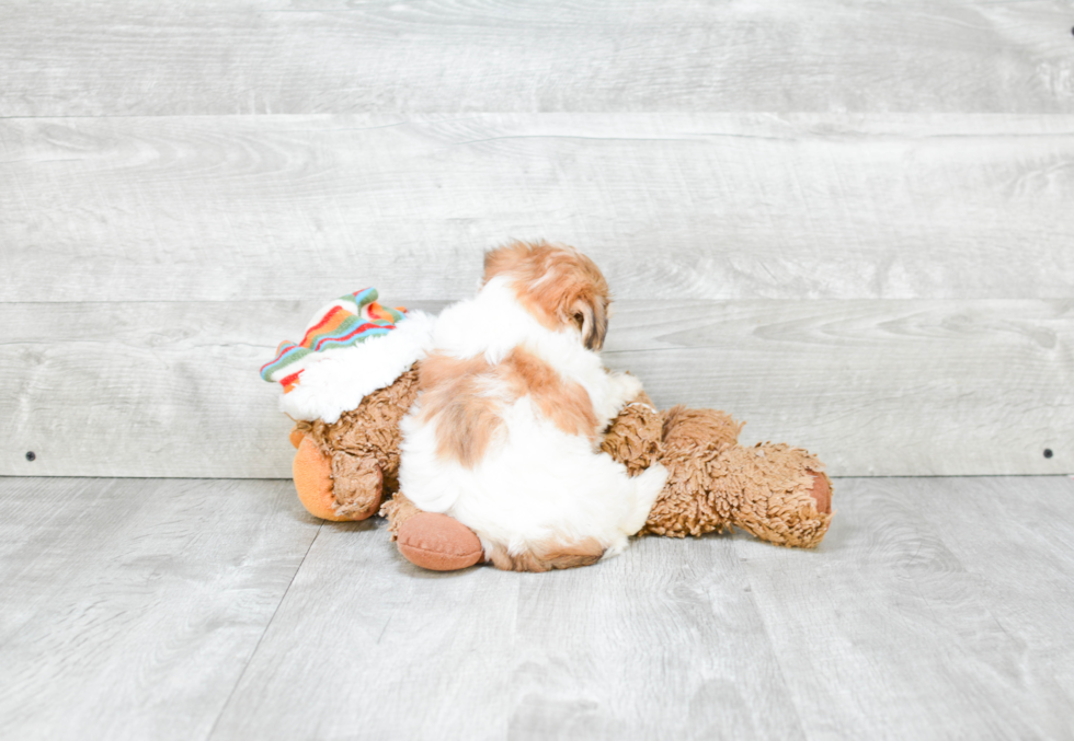 Little Yorkie Designer Puppy