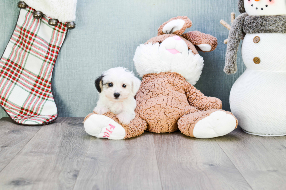 Fluffy Morkie Designer Pup