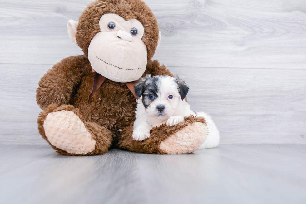 Teddy Bear Pup Being Cute