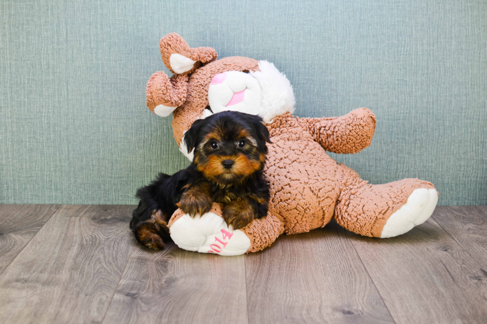 Meet Snickers - our Yorkshire Terrier Puppy Photo 