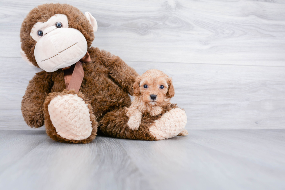 Energetic Cavoodle Poodle Mix Puppy