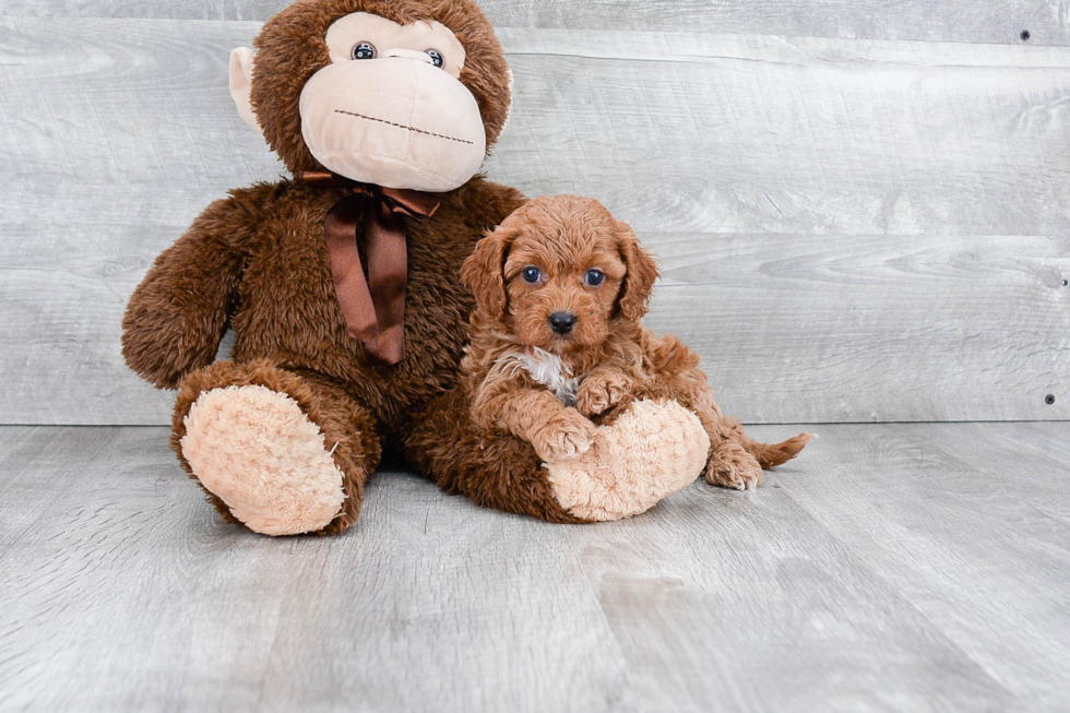 Sweet Cavapoo Baby