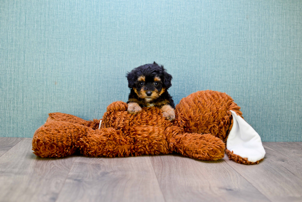 Energetic Yorkie Doodle Poodle Mix Puppy
