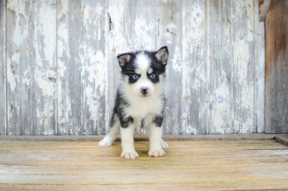 Hypoallergenic Mini Husky Designer Puppy