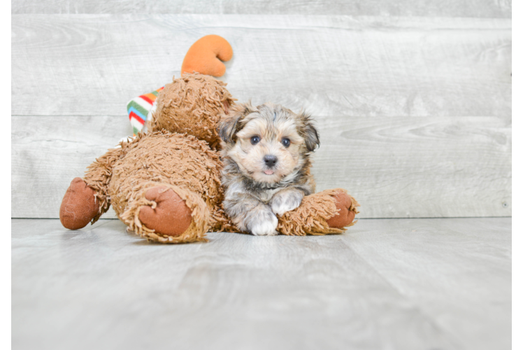 Cute Morkie Baby