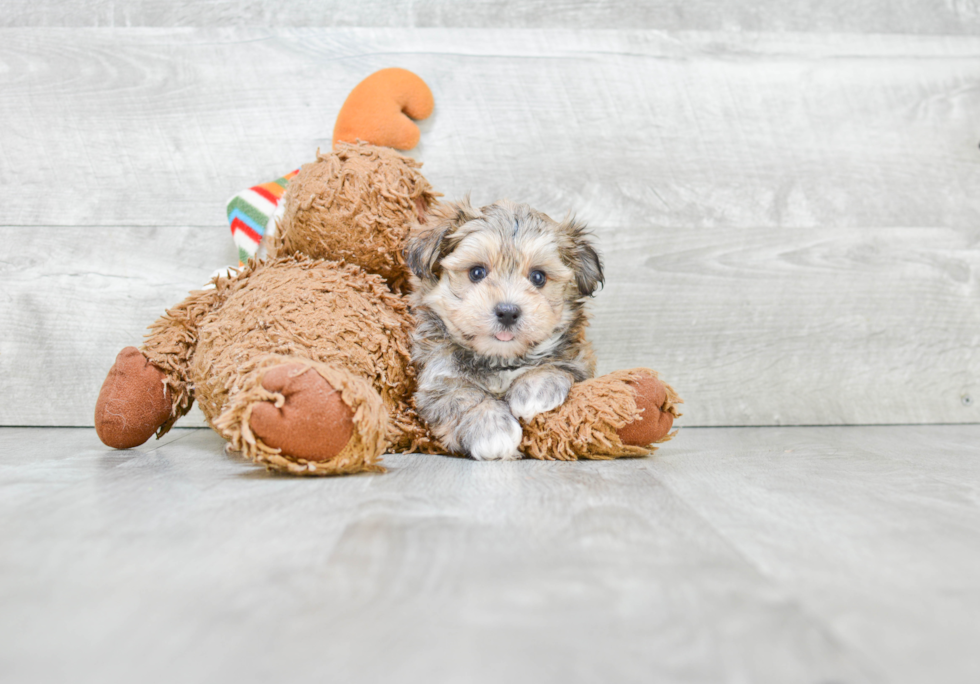 Cute Morkie Baby
