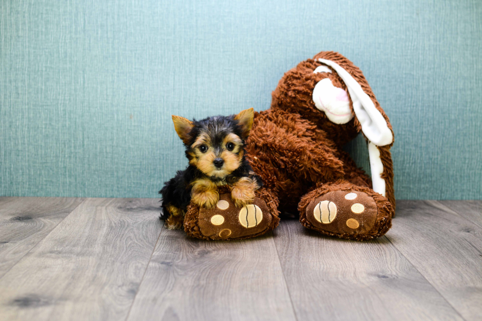Meet Beckham - our Yorkshire Terrier Puppy Photo 