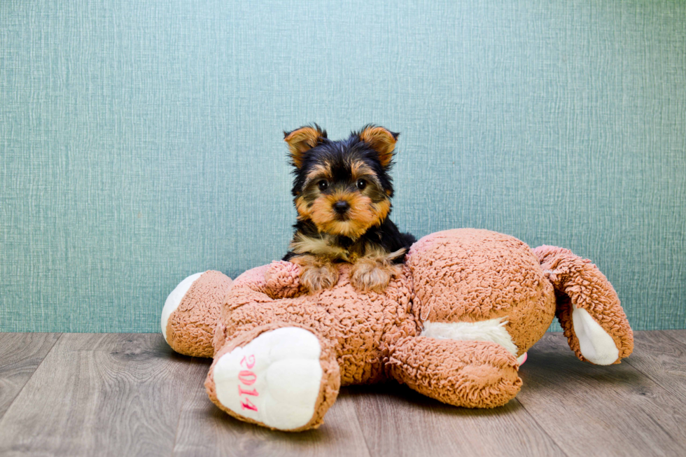 Meet Nugget - our Yorkshire Terrier Puppy Photo 