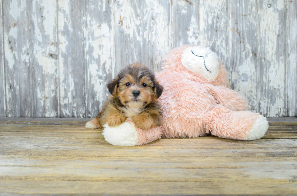 Shorkie Puppy for Adoption