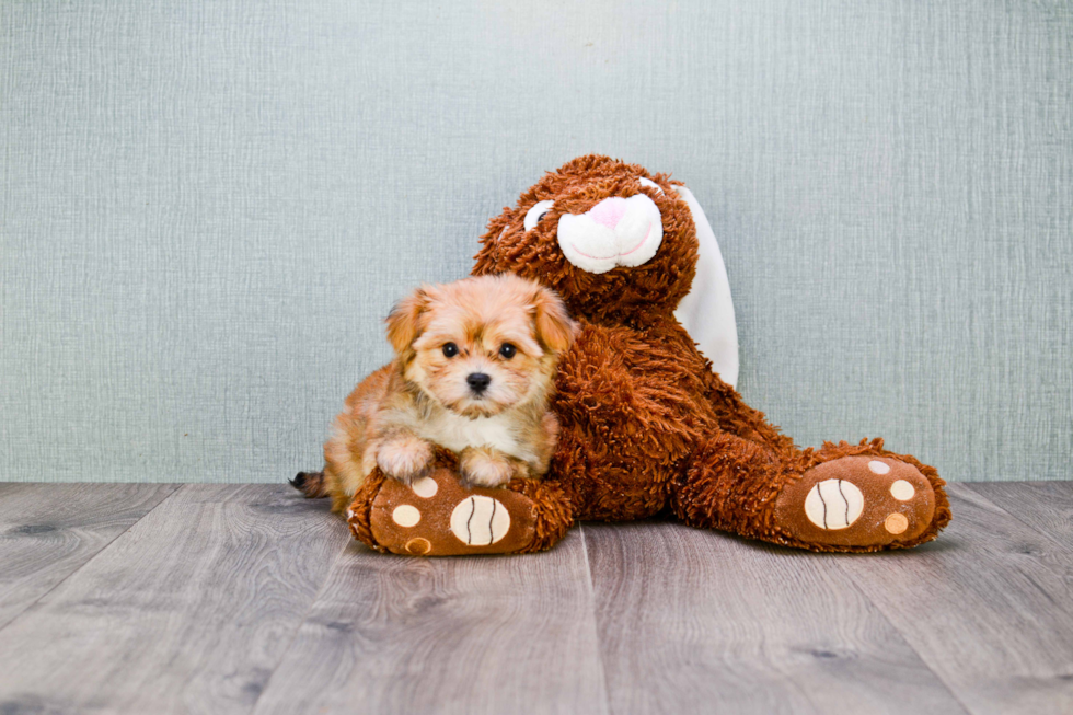 Petite Morkie Designer Pup