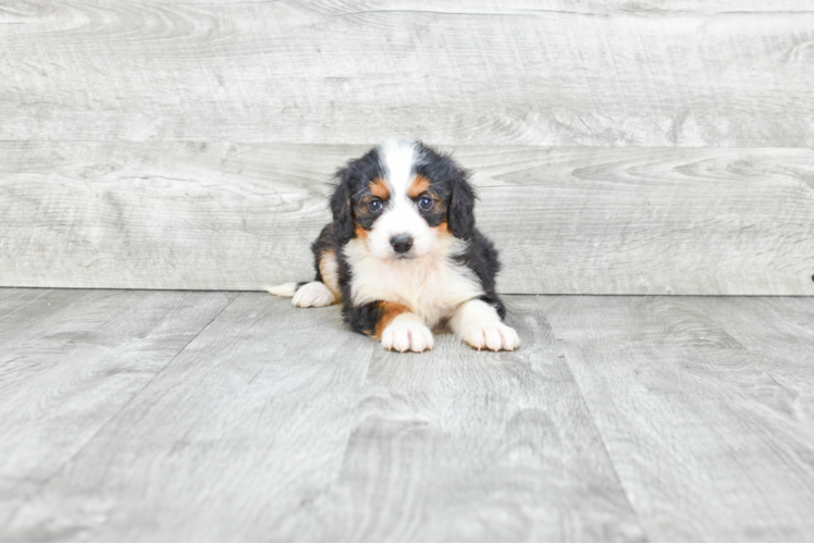 Sweet Mini Bernedoodle Baby