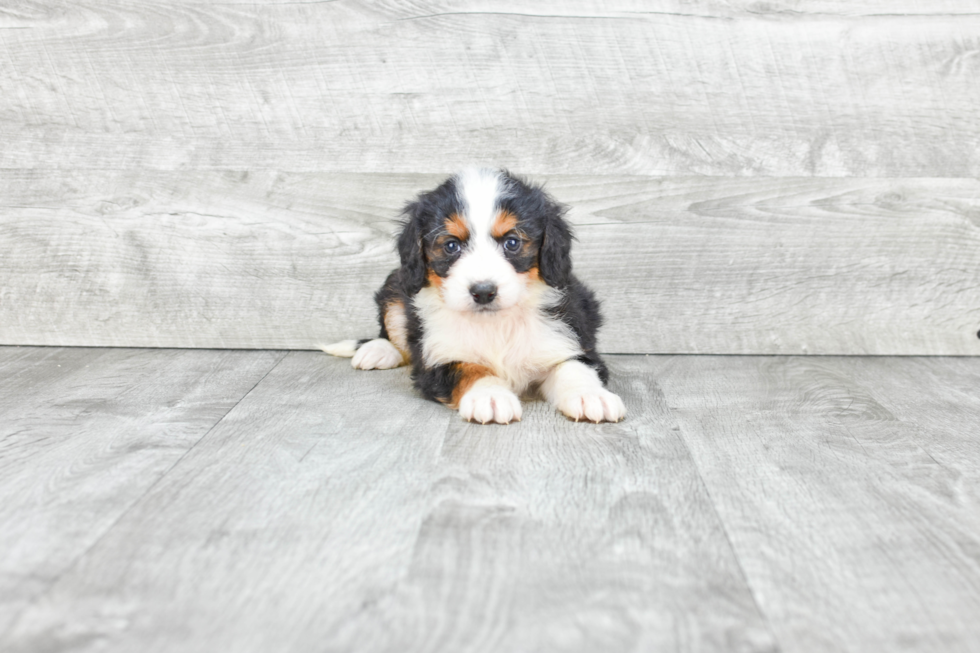 Sweet Mini Bernedoodle Baby