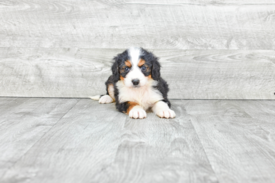 Sweet Mini Bernedoodle Baby