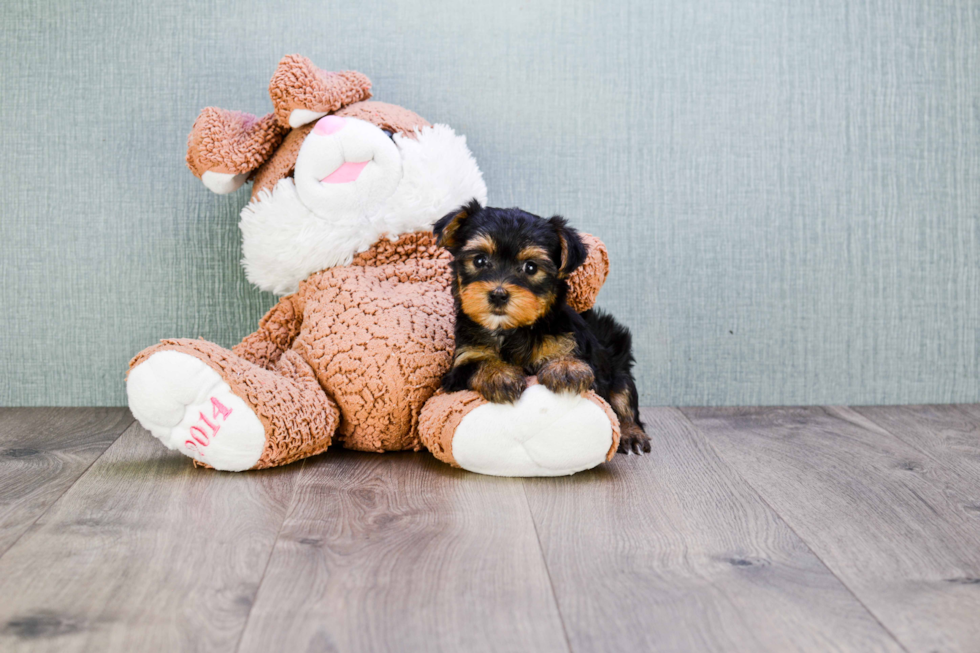 Meet Bella - our Yorkshire Terrier Puppy Photo 